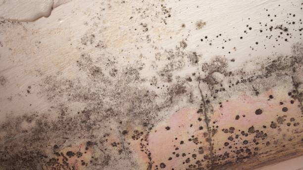 Insurance-Related Mold Remediation